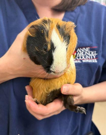 Hint of Queso, Adoptable, Adult Male Guinea Pig & Guinea Pig.