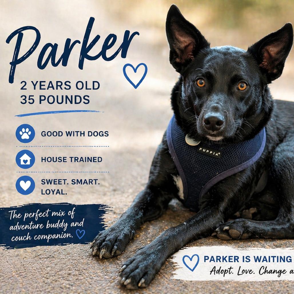 Enlarge Parker, a Adoptable Australian Kelpie in Lee's Summit, MO image 2/4