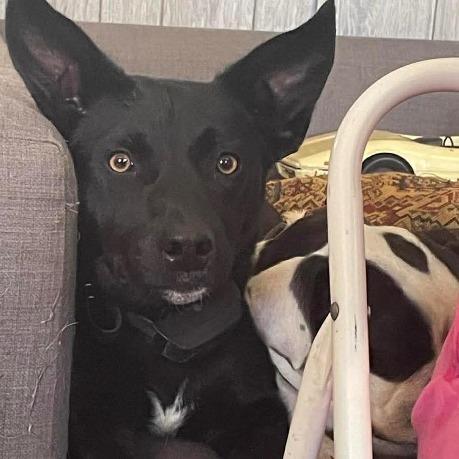 Parker, Adoptable, Adult Male Shepherd.