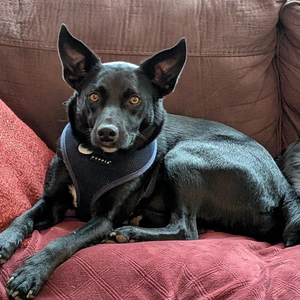 Enlarge Parker, a Adoptable Australian Kelpie in Lee's Summit, MO image 4/4