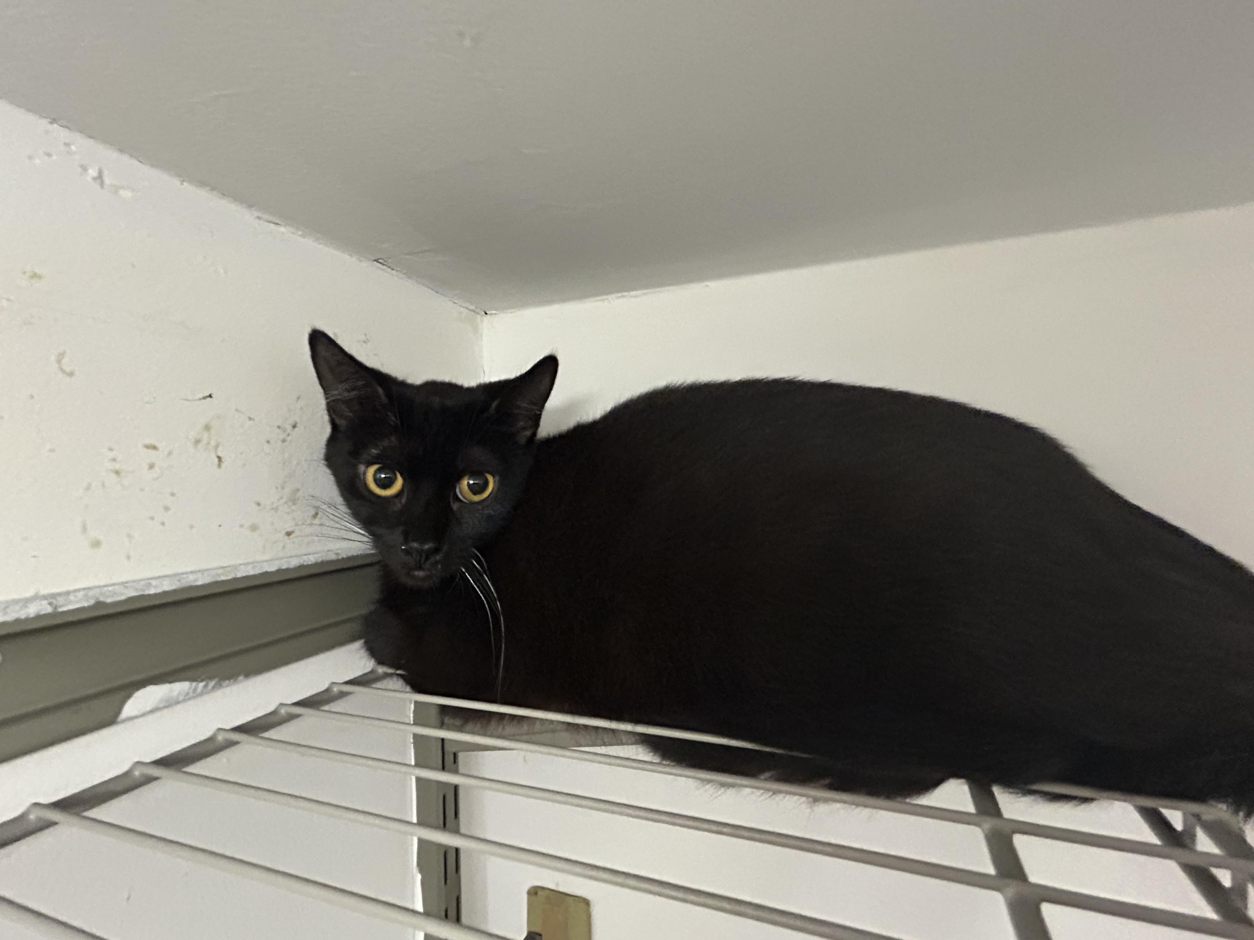 Enlarge LOLA & LIZZY , a Adoptable Domestic Short Hair in Fort Kent, ME image 3/6