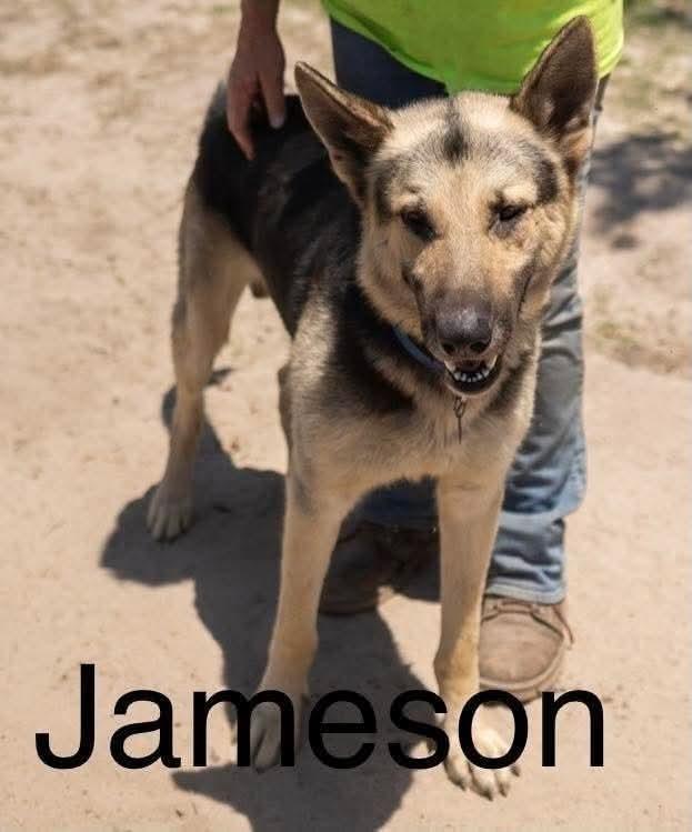 Enlarge Jameson, a Adoptable German Shepherd Dog in Marianna, FL image 1/1
