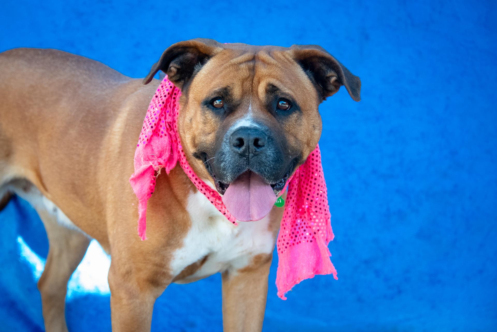 UKI, a Adoptable mixed breed in Pasadena, CA image 3/6