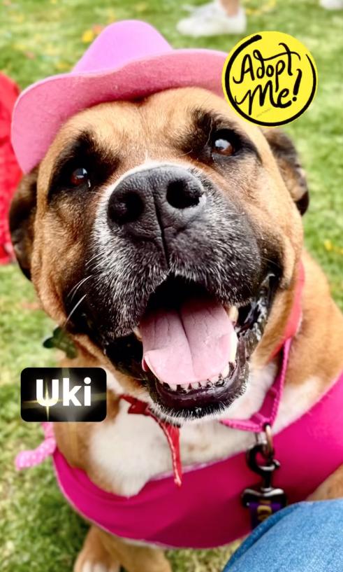 UKI, a Adoptable mixed breed in Pasadena, CA image 5/6