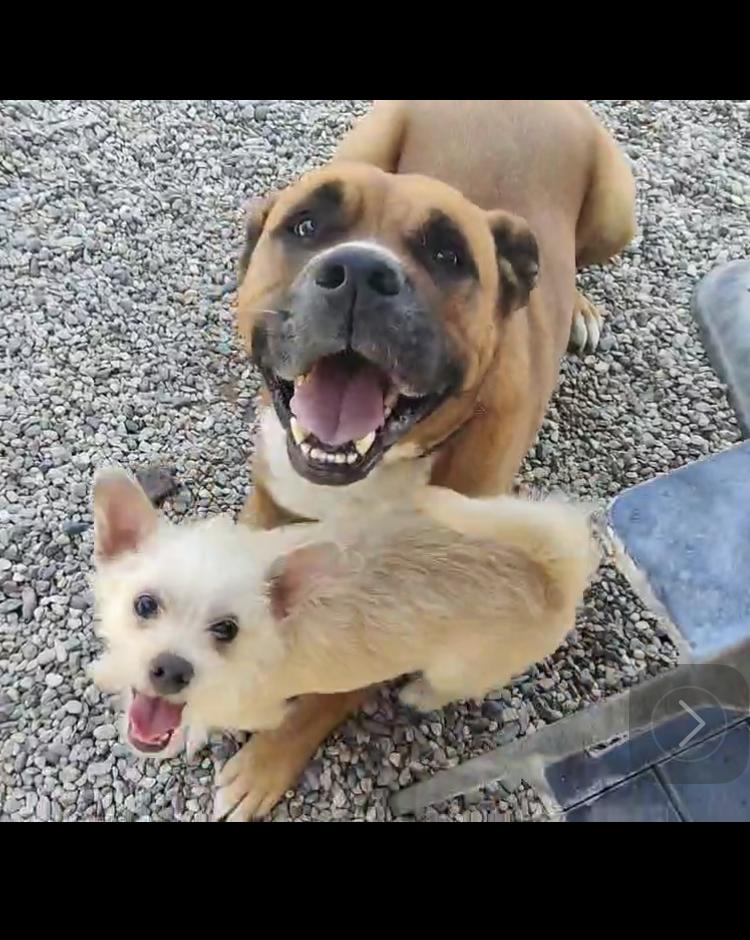 UKI, a Adoptable mixed breed in Pasadena, CA image 4/6