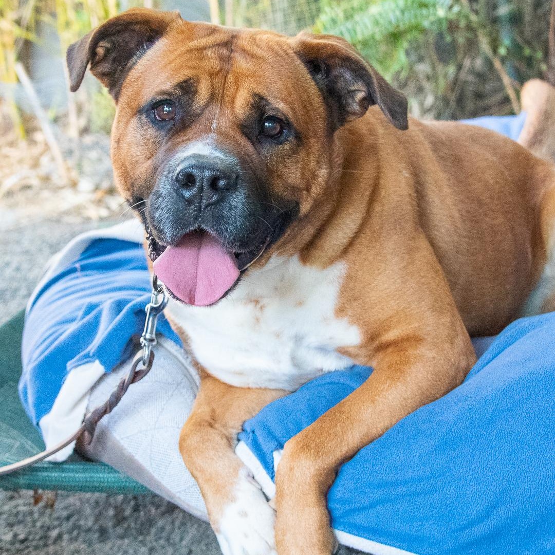UKI, Adoptable, Adult Female Boxer & Mastiff.
