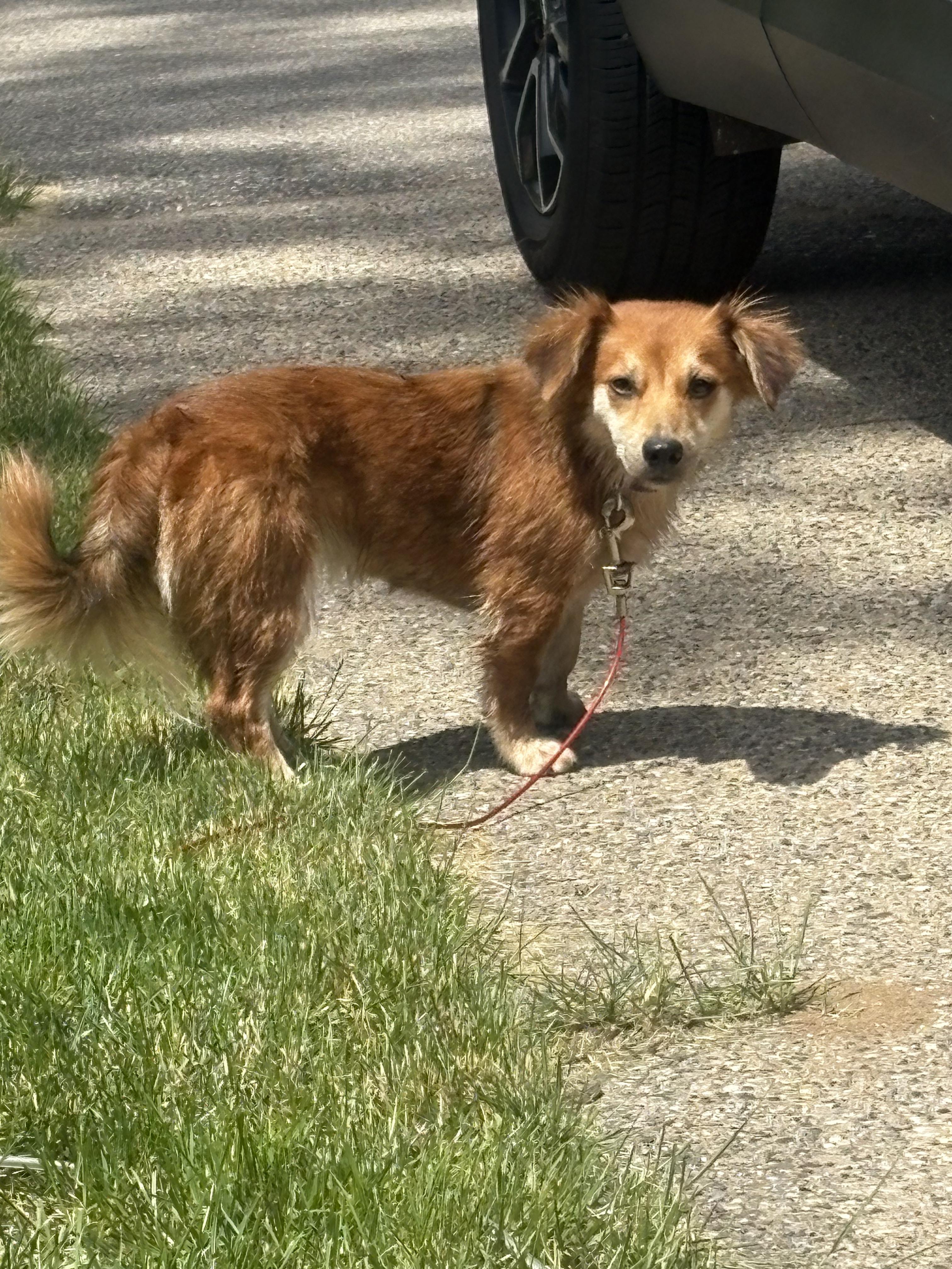 Enlarge Fancy, an adopted mixed breed in Grand Rapids, MI image 3/3