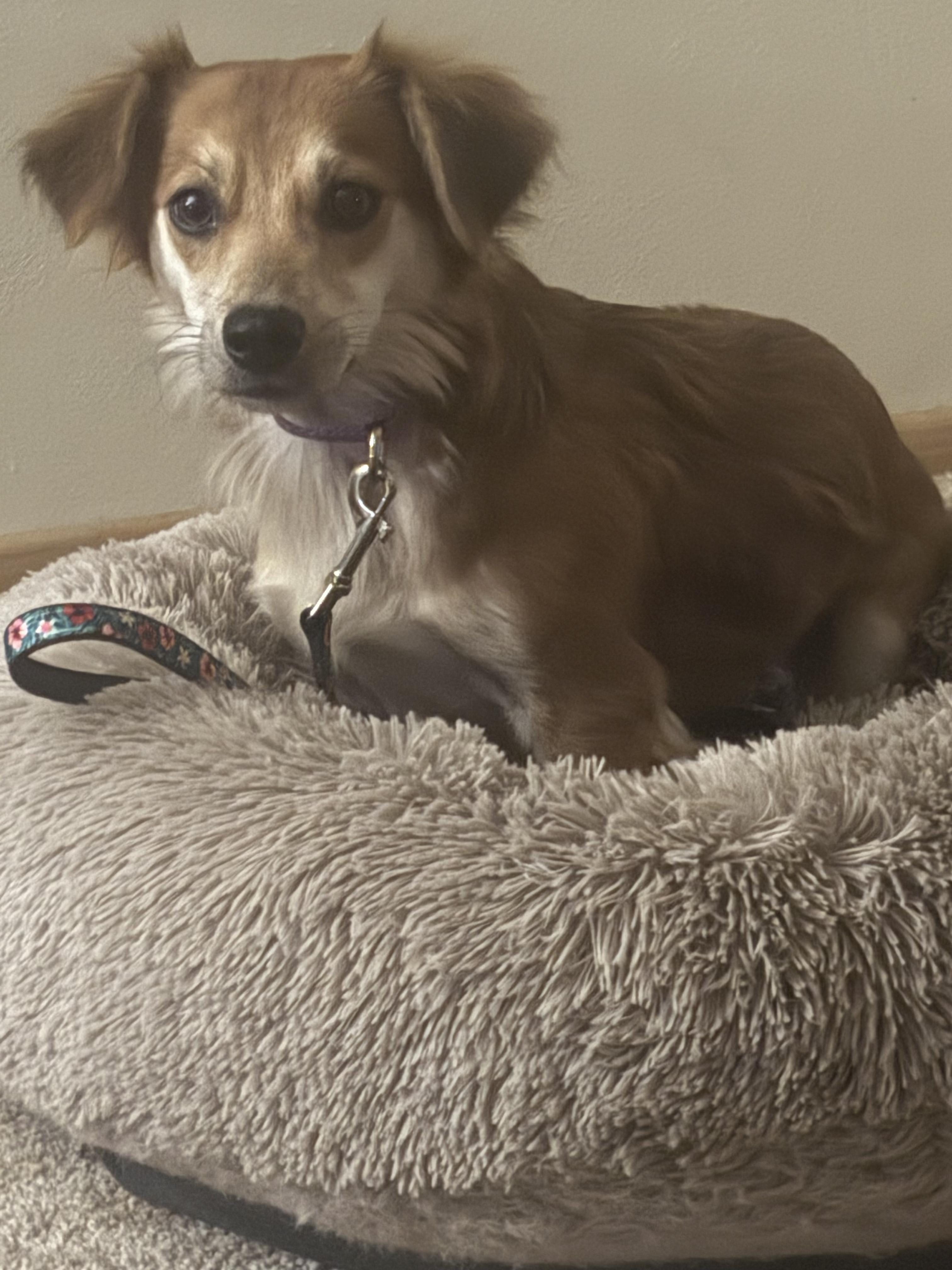 Enlarge Fancy, an adopted mixed breed in Grand Rapids, MI image 1/3