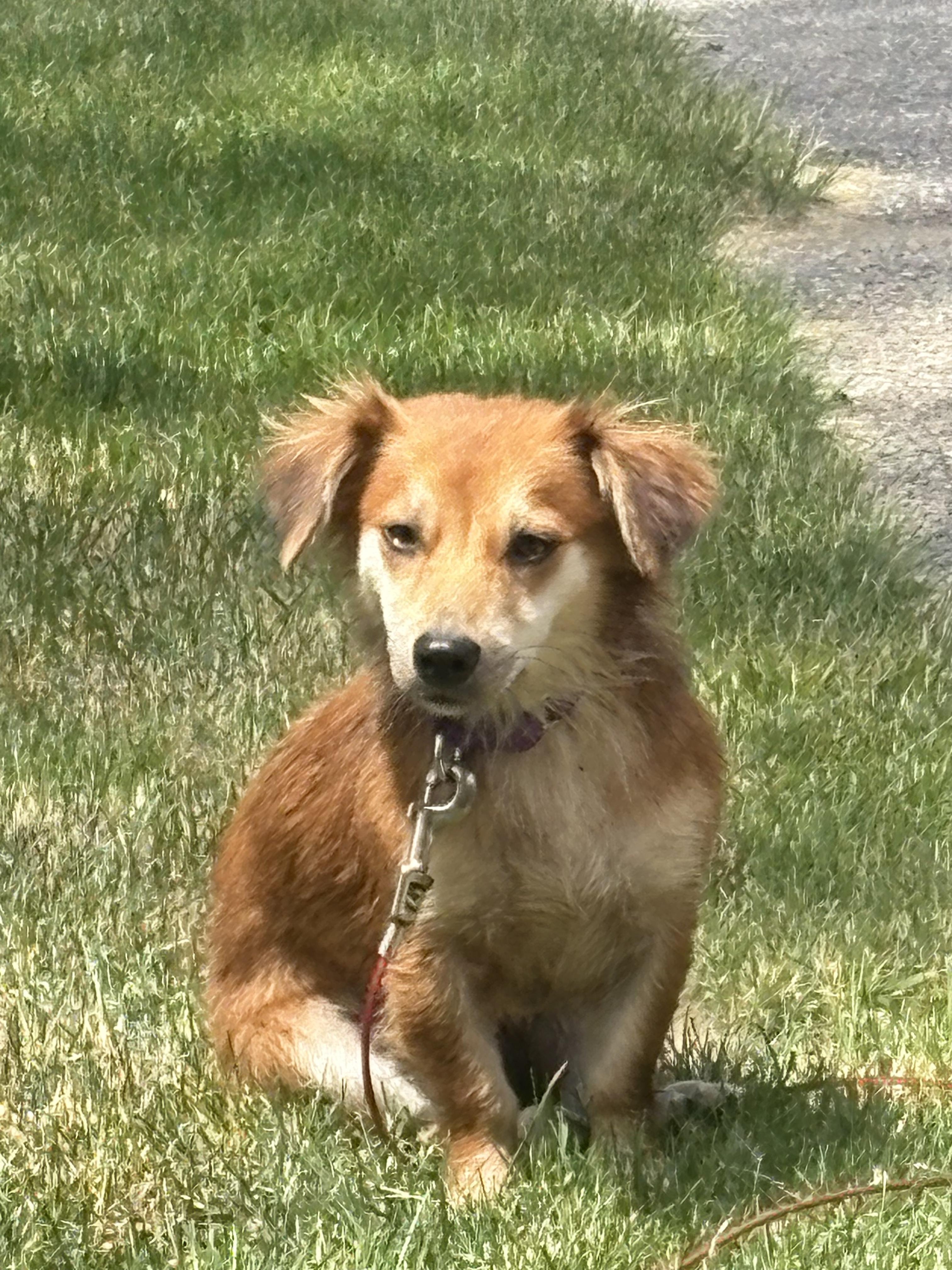 Enlarge Fancy, an adopted mixed breed in Grand Rapids, MI image 2/3