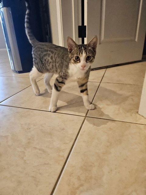 Miko, Adoptable, Young Male Domestic Short Hair & Tabby.
