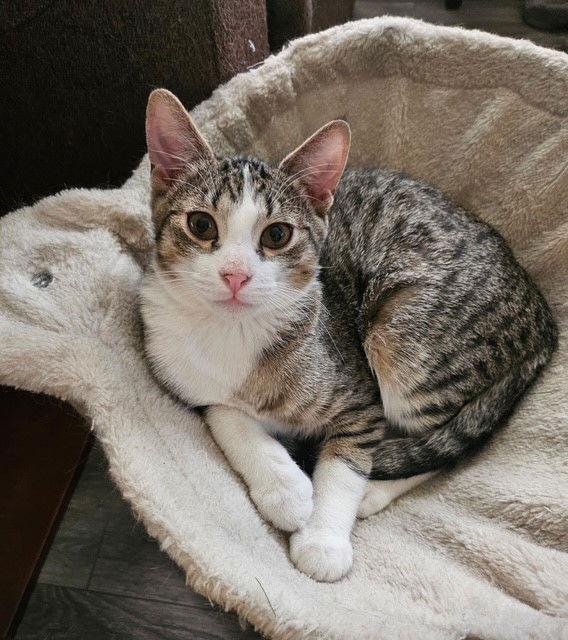 Enlarge Miko, a Adoptable mixed breed in Phoenix, AZ image 2/3