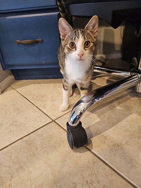 Enlarge Miko, a Adoptable mixed breed in Phoenix, AZ image 3/3