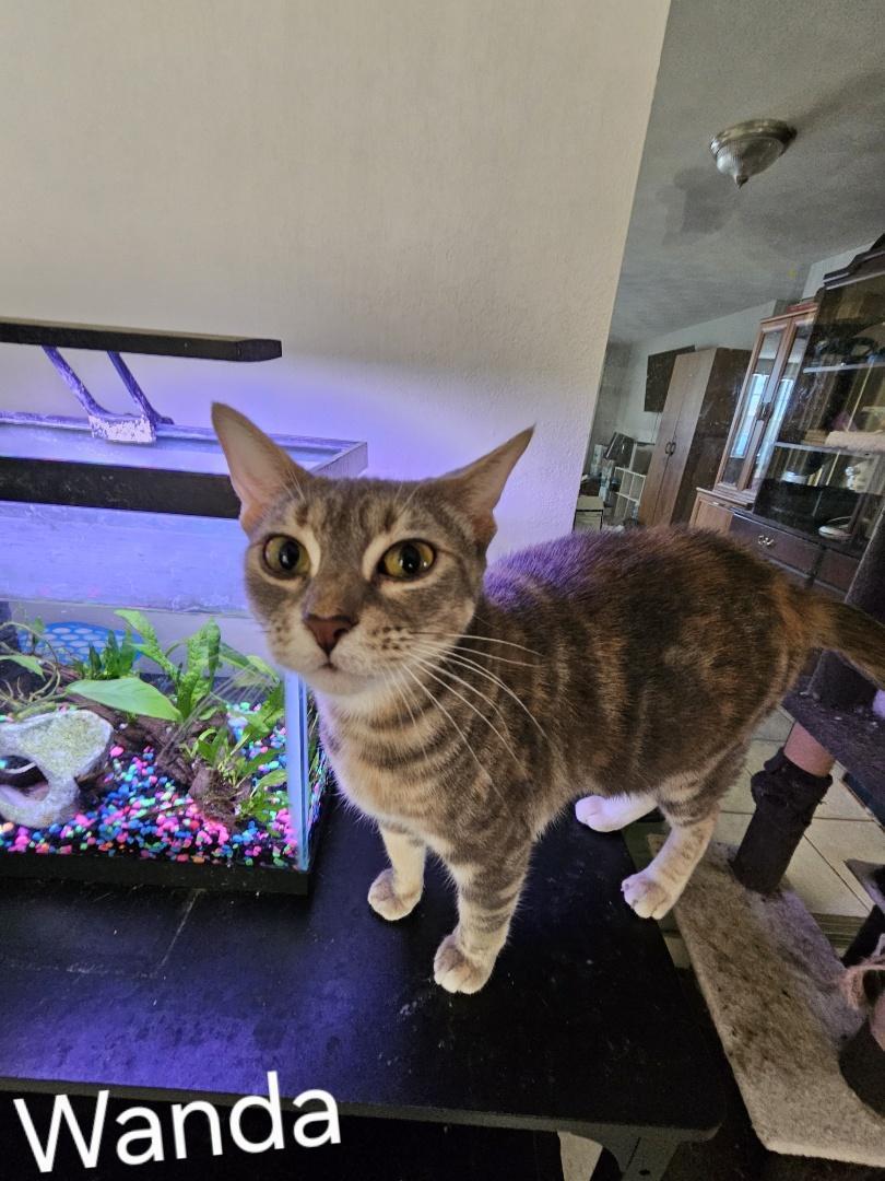 Enlarge Wanda, a Adoptable Domestic Short Hair in St Petersburg, FL image 4/4