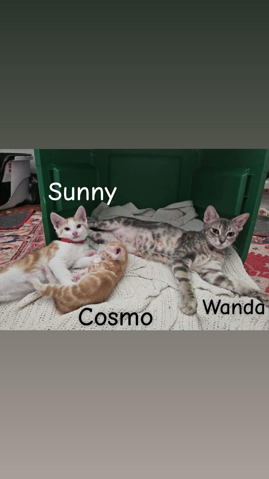 Enlarge Wanda, a Adoptable Domestic Short Hair in St Petersburg, FL image 5/6