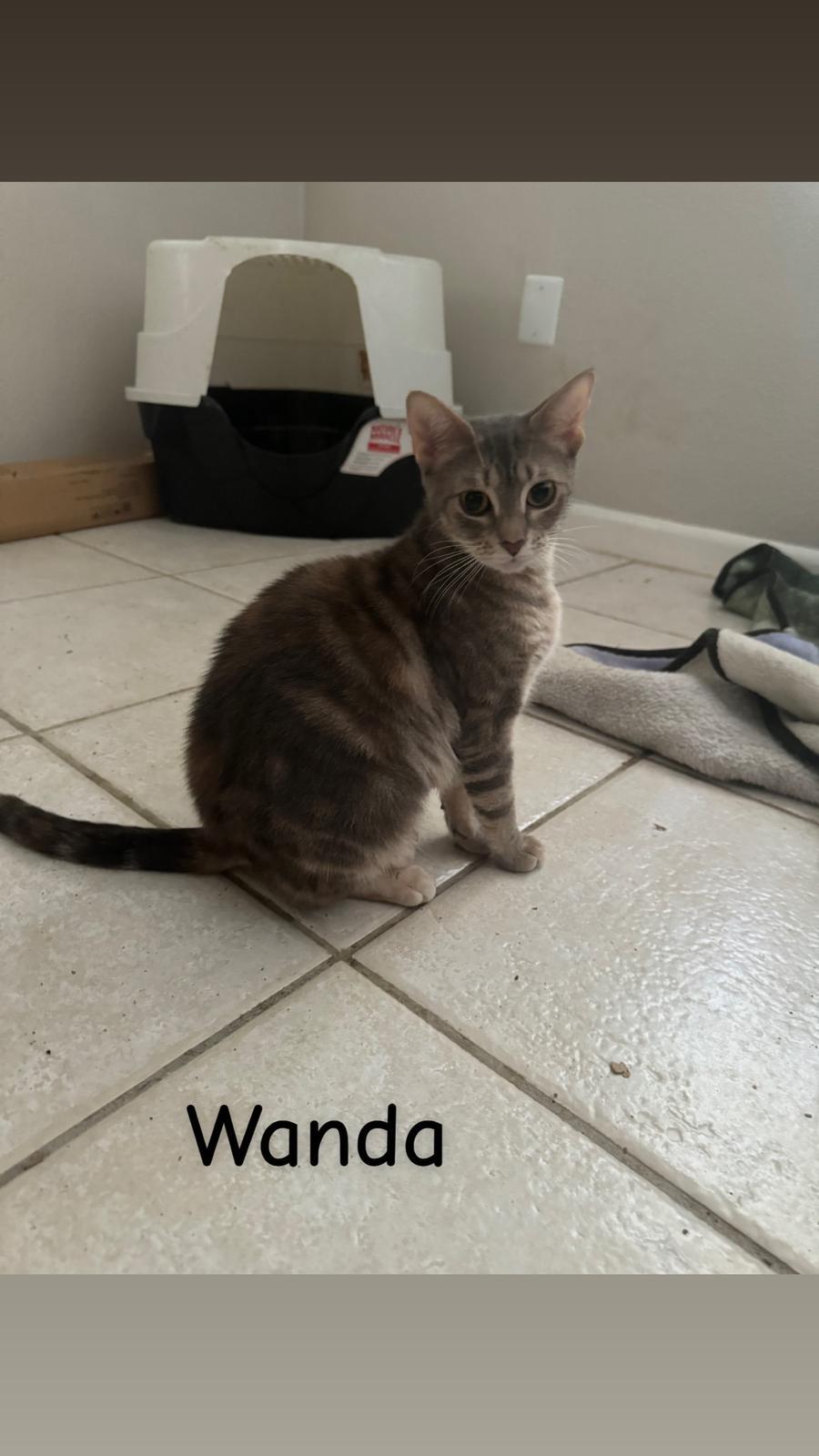 Wanda — thumbnail 6