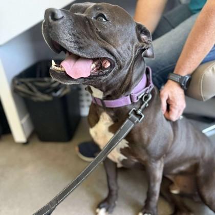 Enlarge Franklin, a Adoptable Mixed Breed in Janesville, WI image 6/6