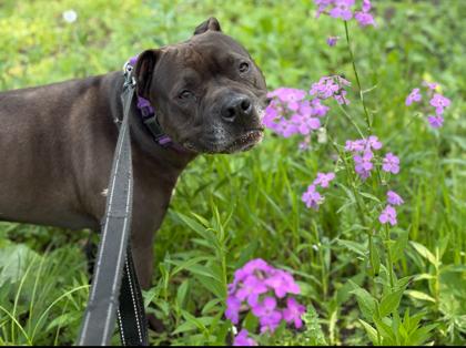 Enlarge Franklin, a Adoptable Mixed Breed in Janesville, WI image 3/6