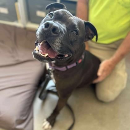 Enlarge Franklin, a Adoptable Mixed Breed in Janesville, WI image 2/6