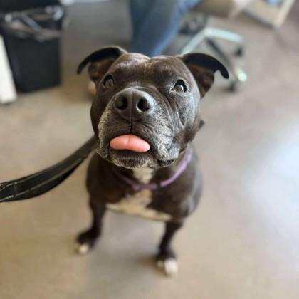 Franklin, Adoptable, Adult Male Mixed Breed.