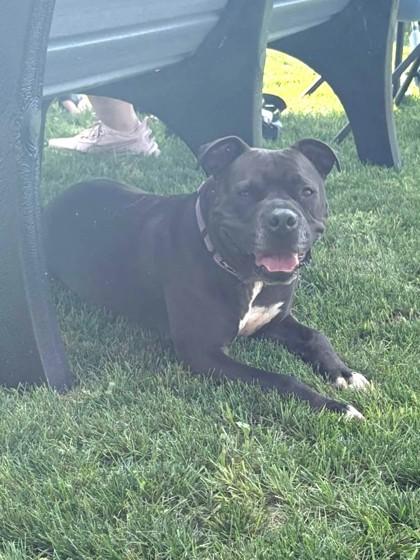 Enlarge Franklin, a Adoptable Mixed Breed in Janesville, WI image 4/6