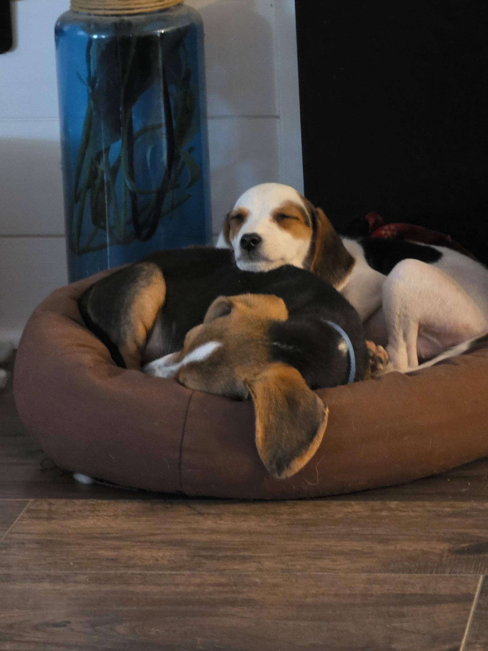 Enlarge Cookie, a Adopted Beagle in Allentown, PA image 2/3