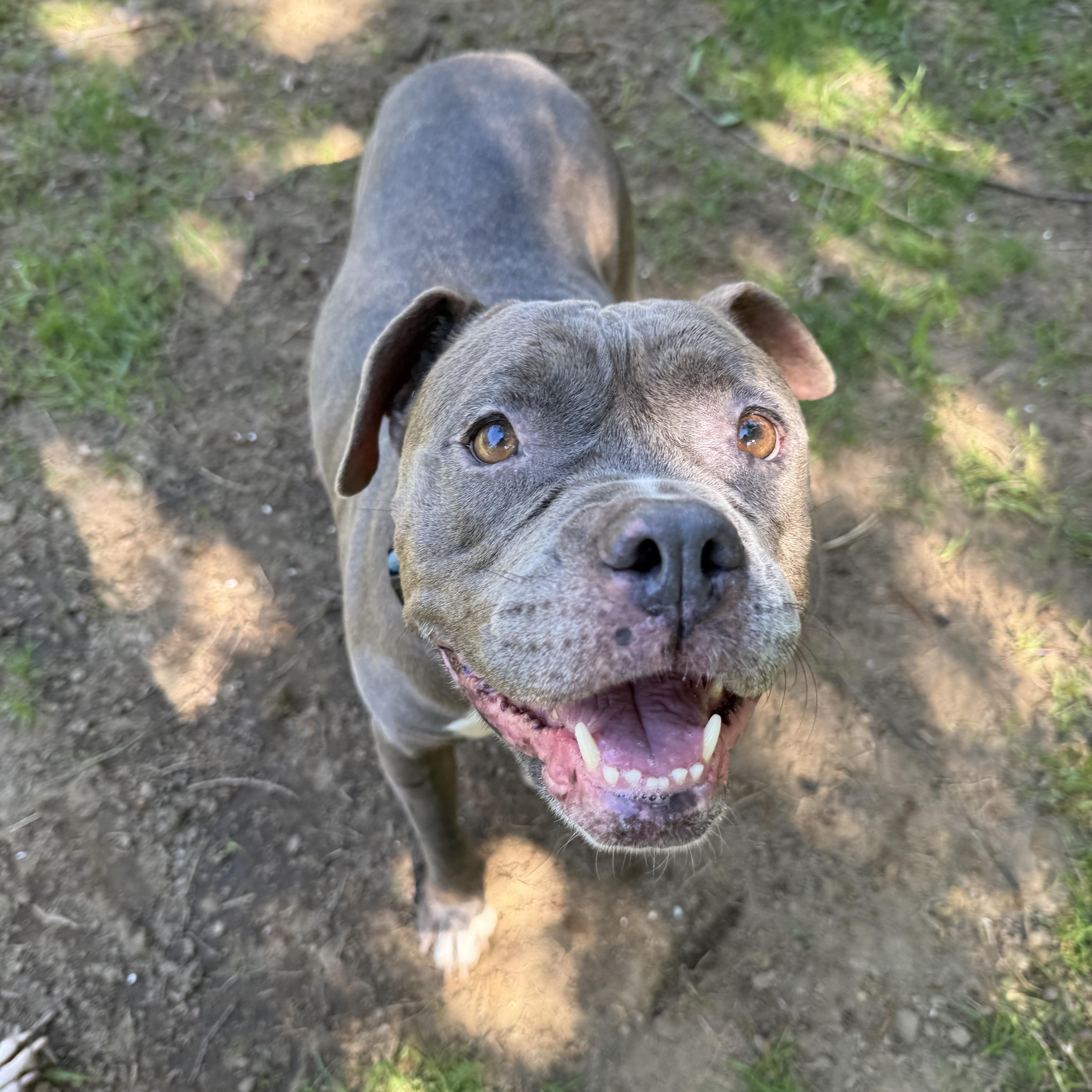 Ella, adopted, Adult Female Pit Bull Terrier.