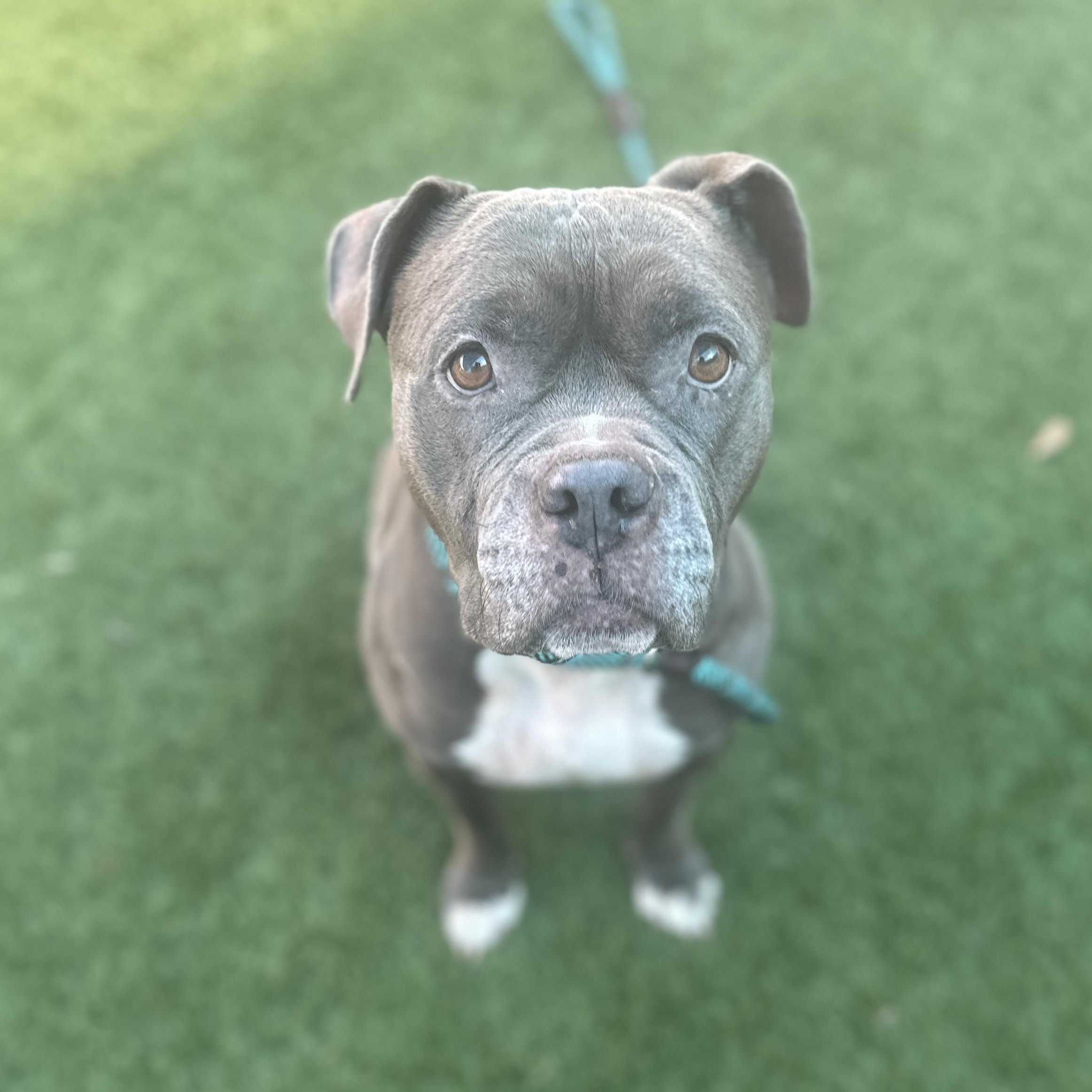 Ella, an adopted Pit Bull Terrier in Ferndale, WA image 2/3
