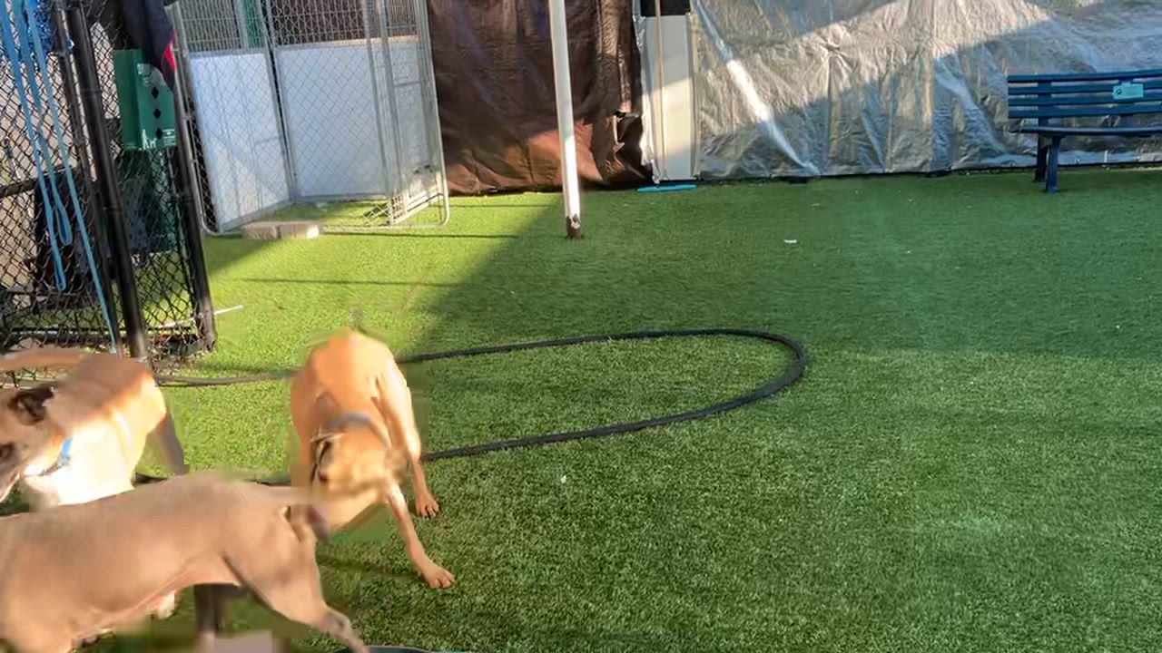 Enlarge Ella, an adopted Pit Bull Terrier in Ferndale, WA video 3/3