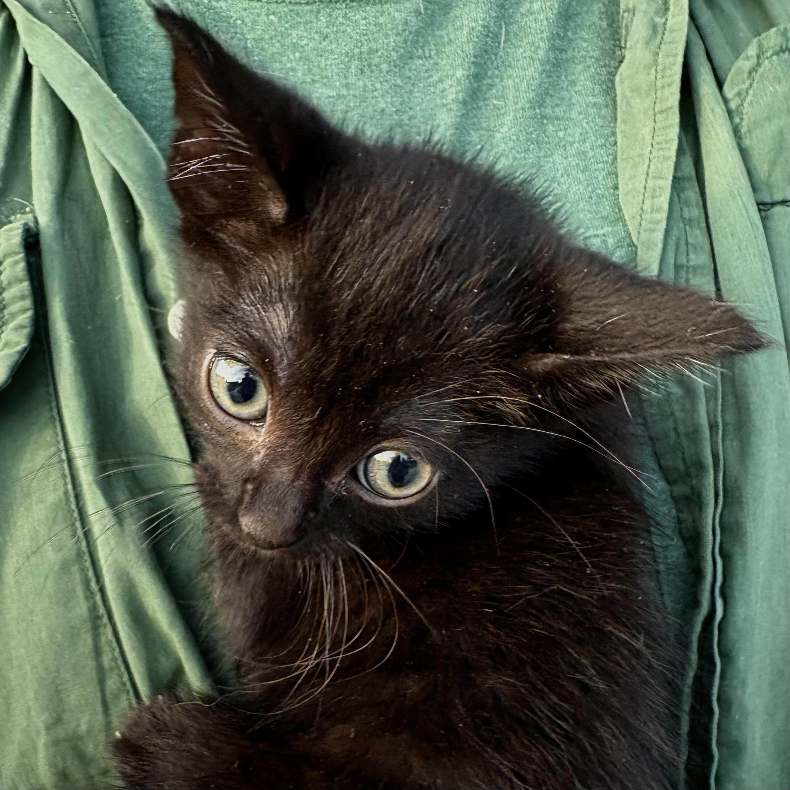 Roland, Young Male Domestic Short Hair