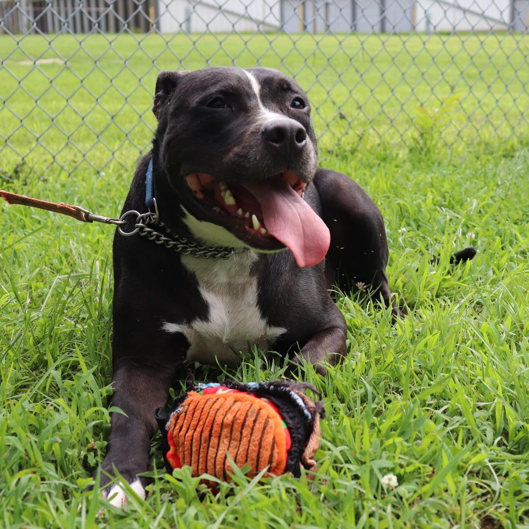 Boone, Adoptable, Adult Male Pit Bull Terrier & Mixed Breed.