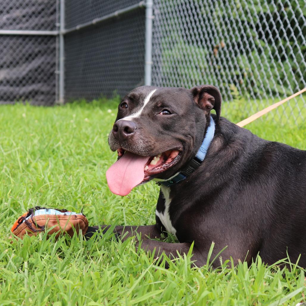 Enlarge Boone, a Adoptable mixed breed in Springfield, IL image 2/6