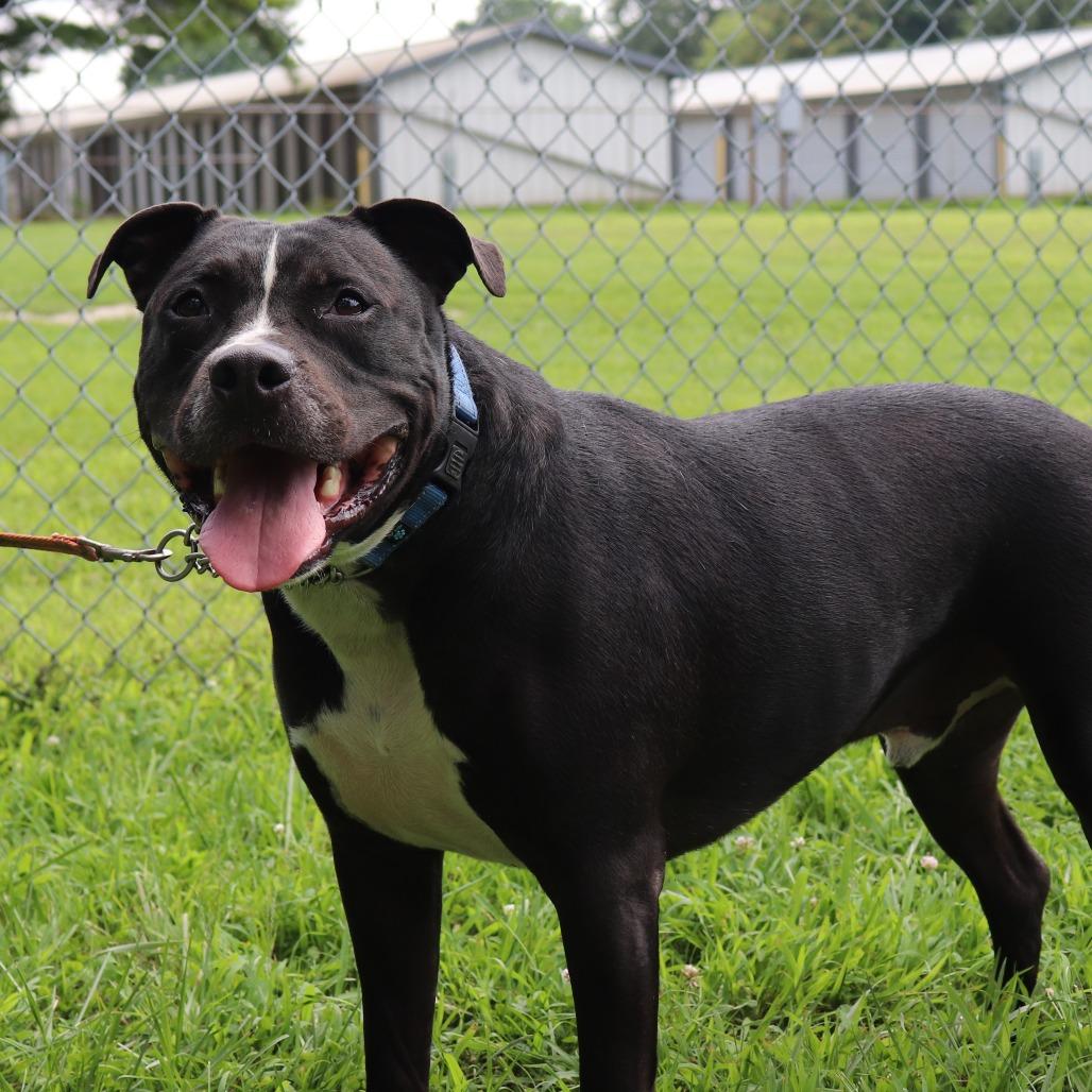 Enlarge Boone, a Adoptable mixed breed in Springfield, IL image 3/6