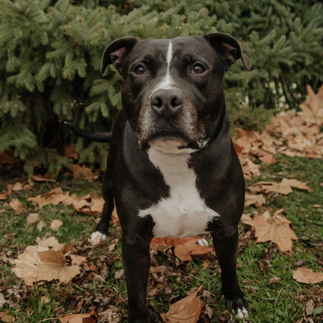 Enlarge Boone, a Adoptable mixed breed in Springfield, IL image 3/6