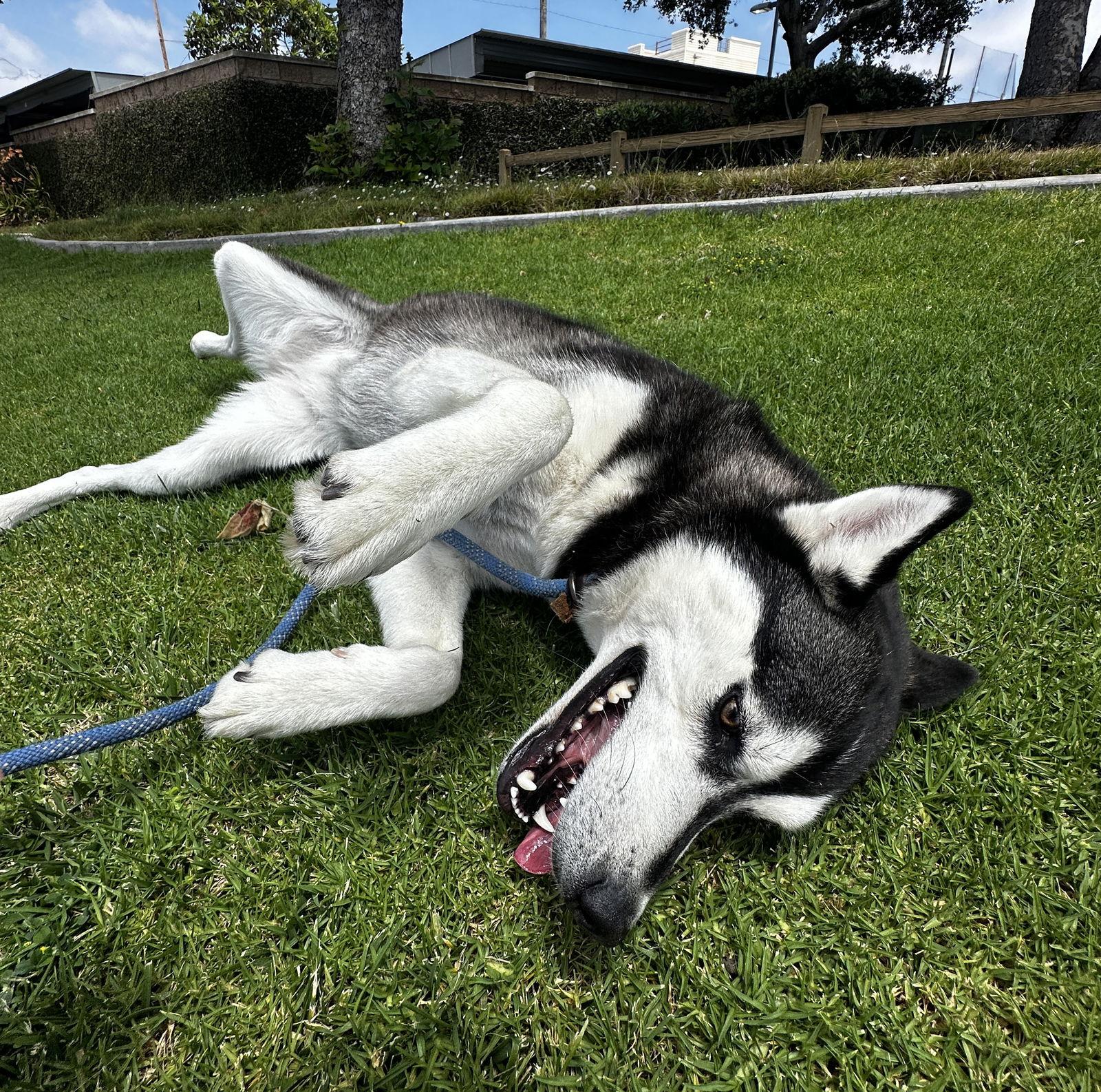 Hailey *Courtesy Post*