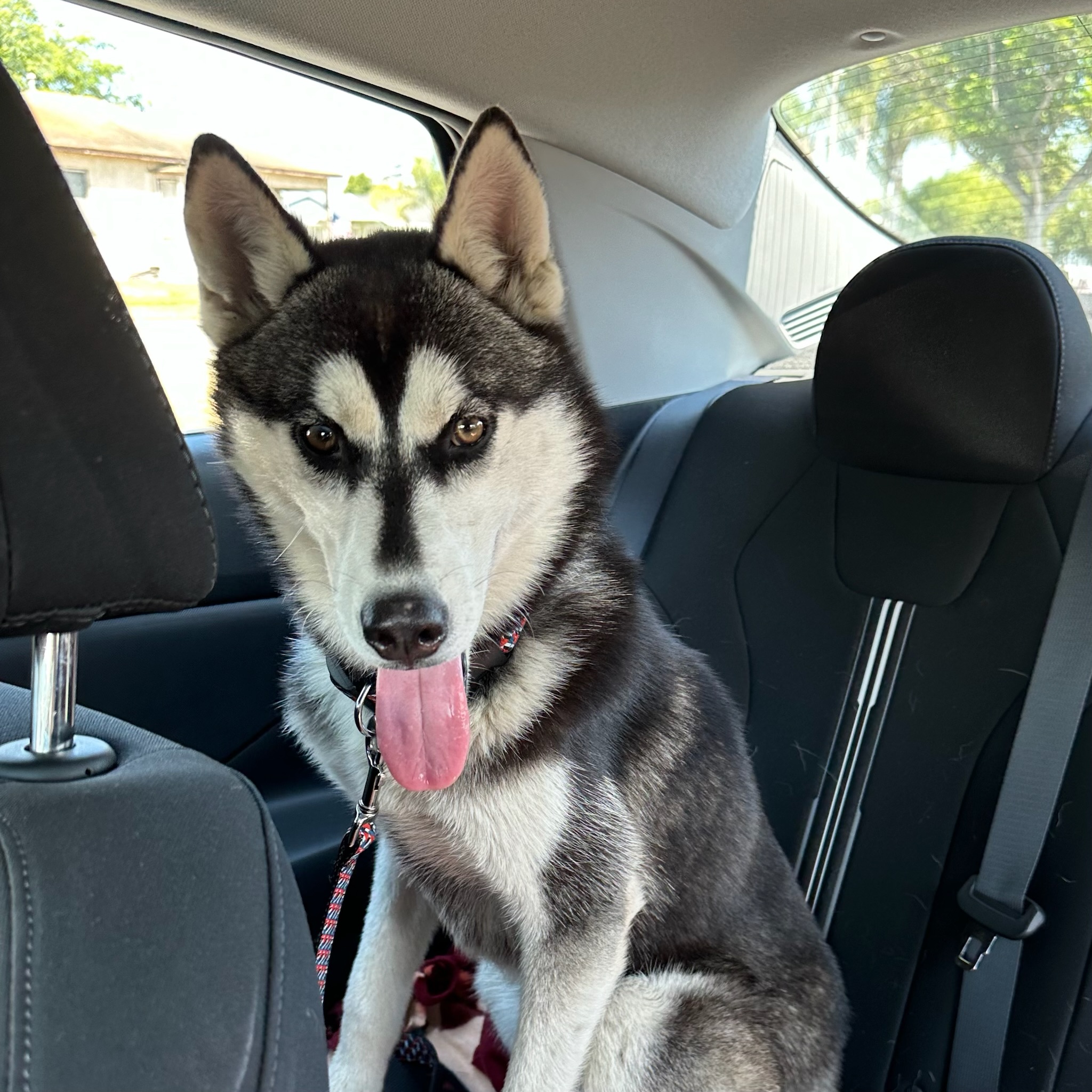 Hailey *Courtesy Post*