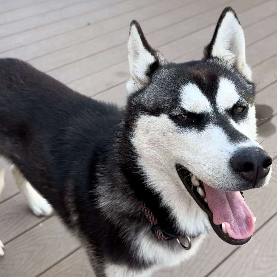 Hailey *Courtesy Post*