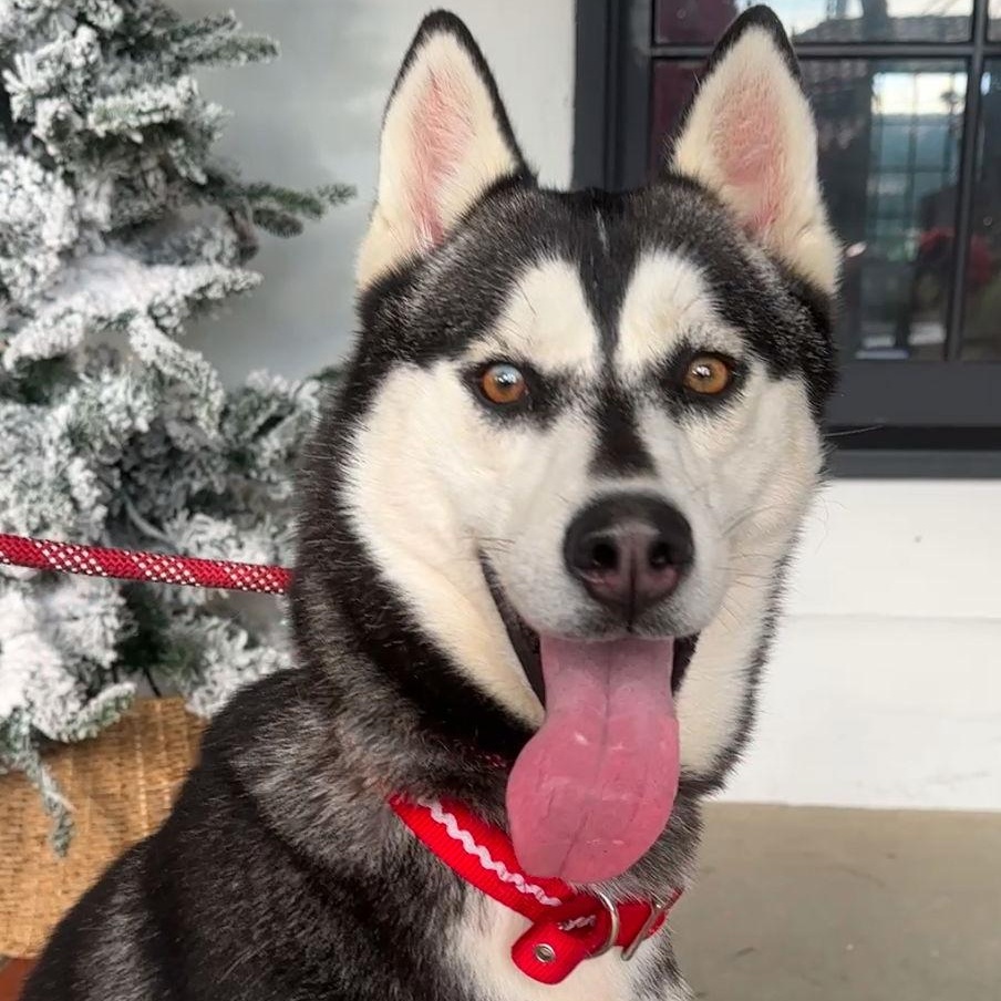 Hailey *Courtesy Post*