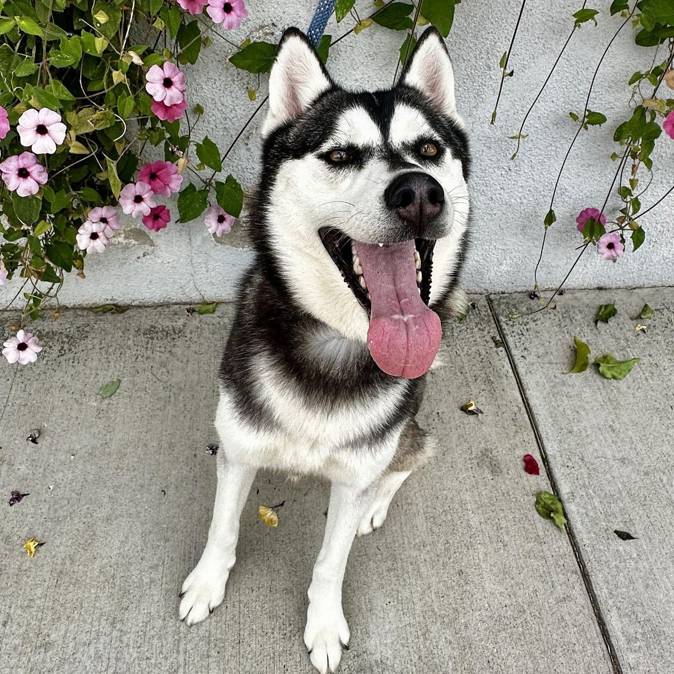 Hailey *Courtesy Post*