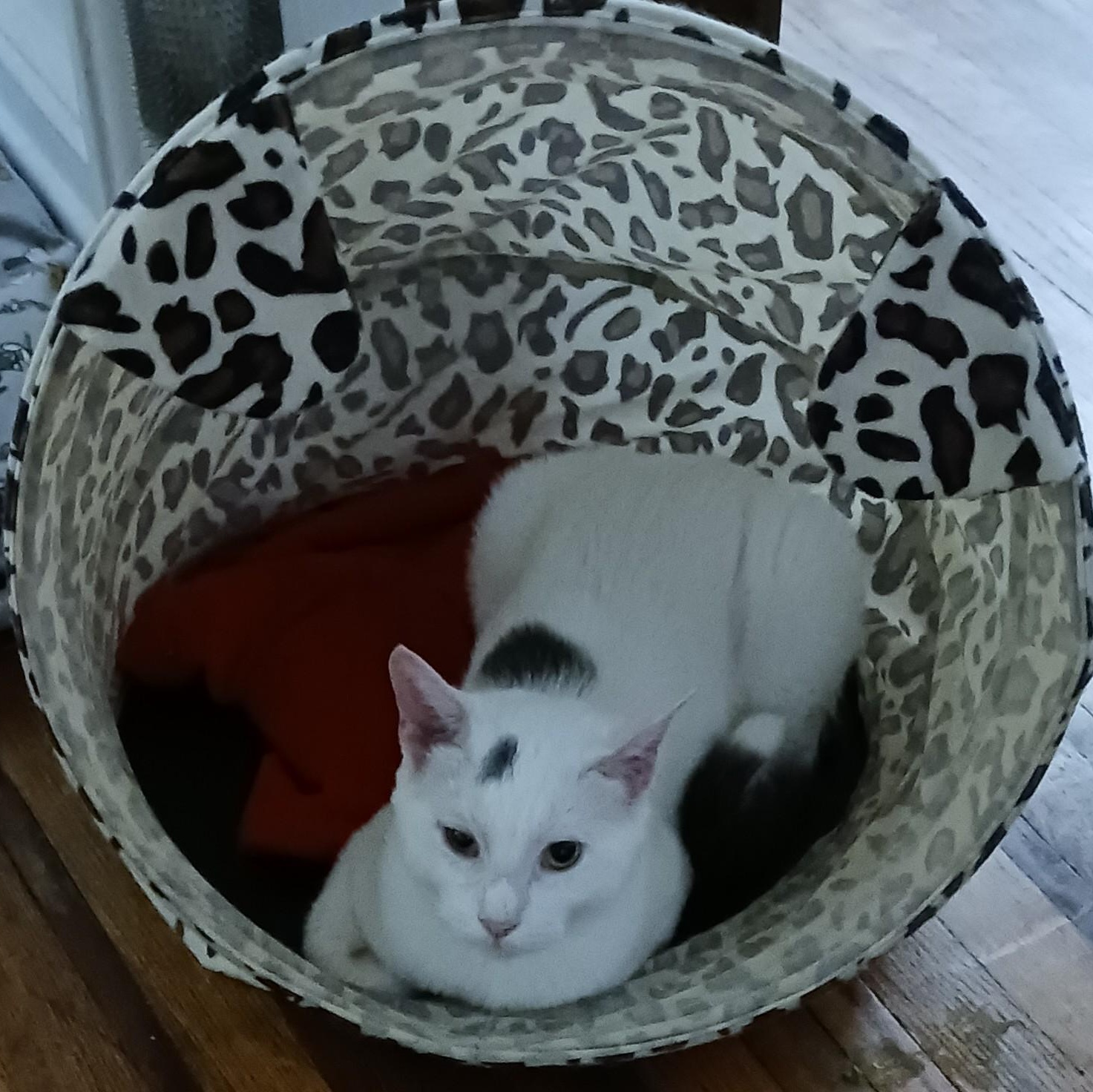 Santa Baby Domestic Short Hair Cat