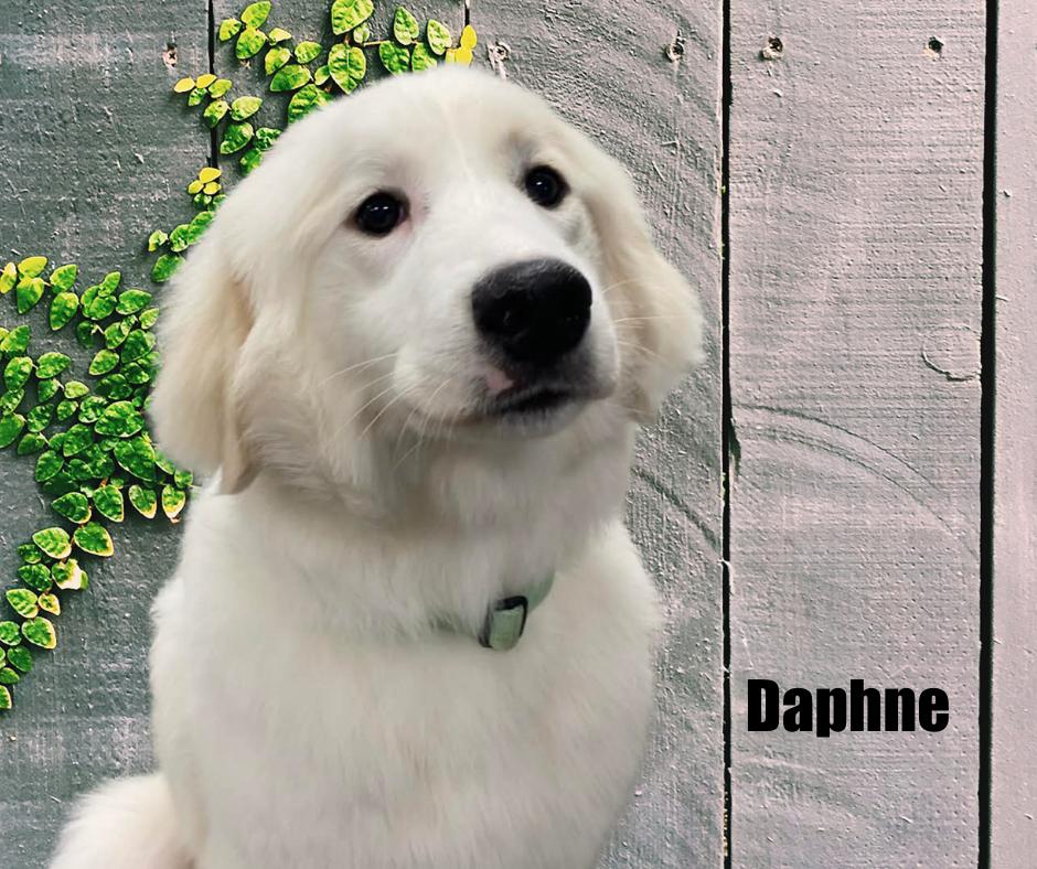Enlarge Daphne, a ADOPTABLE Great Pyrenees in Marshville, NC image 2/3