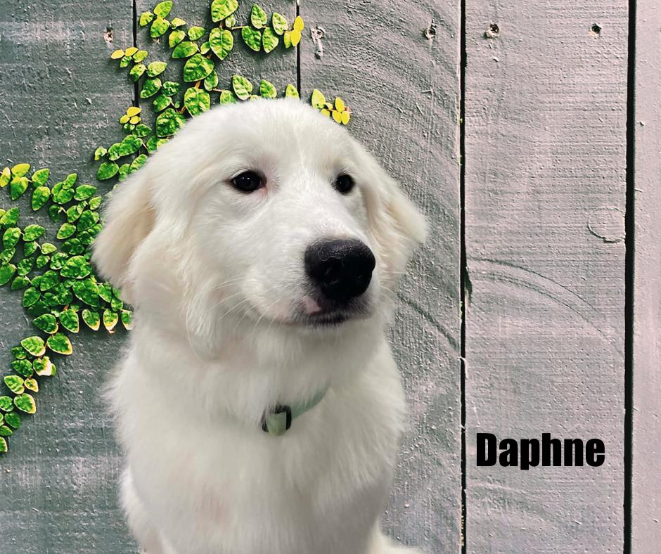 Enlarge Daphne, a ADOPTABLE Great Pyrenees in Marshville, NC image 3/3