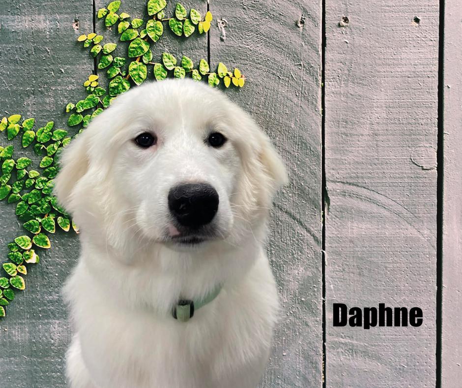Daphne, ADOPTABLE, Young Female Great Pyrenees.