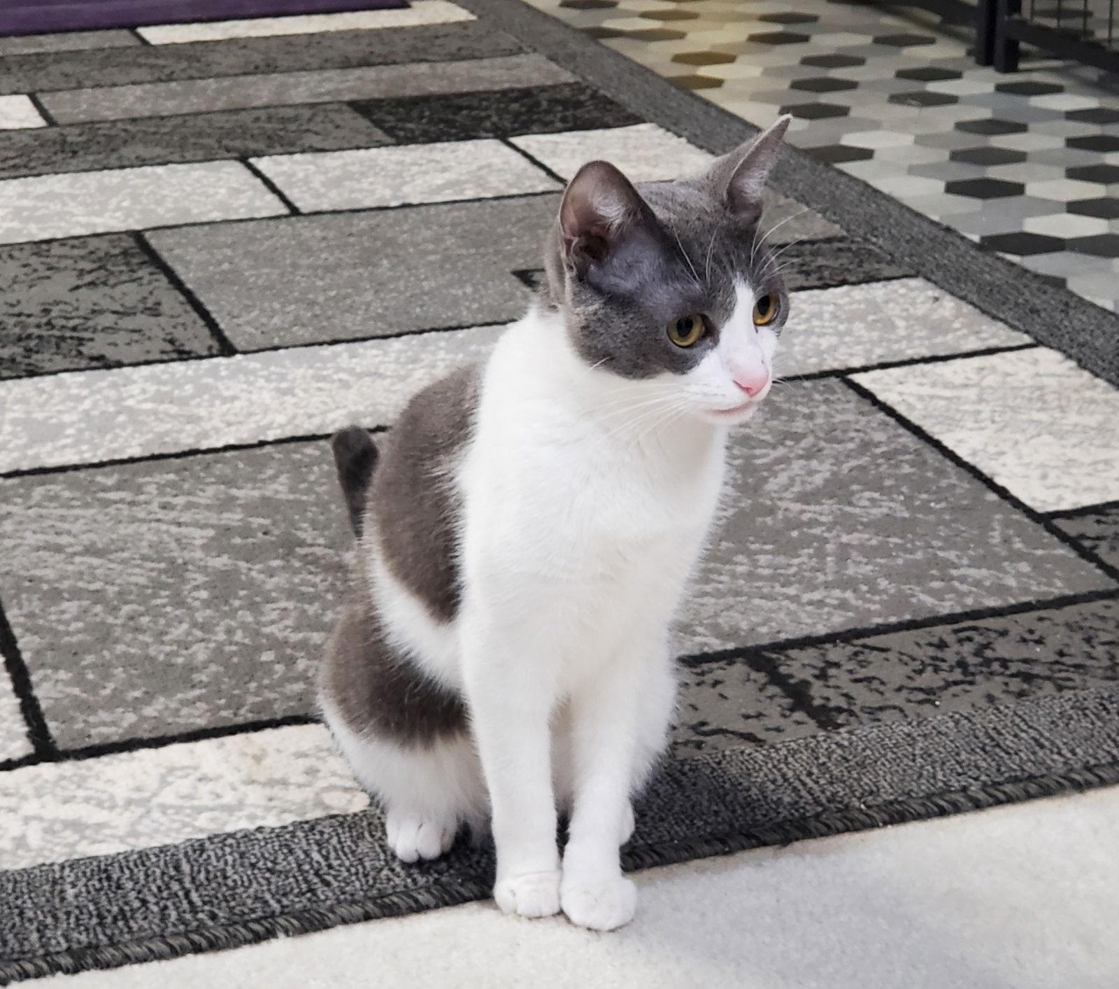 Leona, a Adoptable Domestic Short Hair in Cincinnati, OH image 1/3