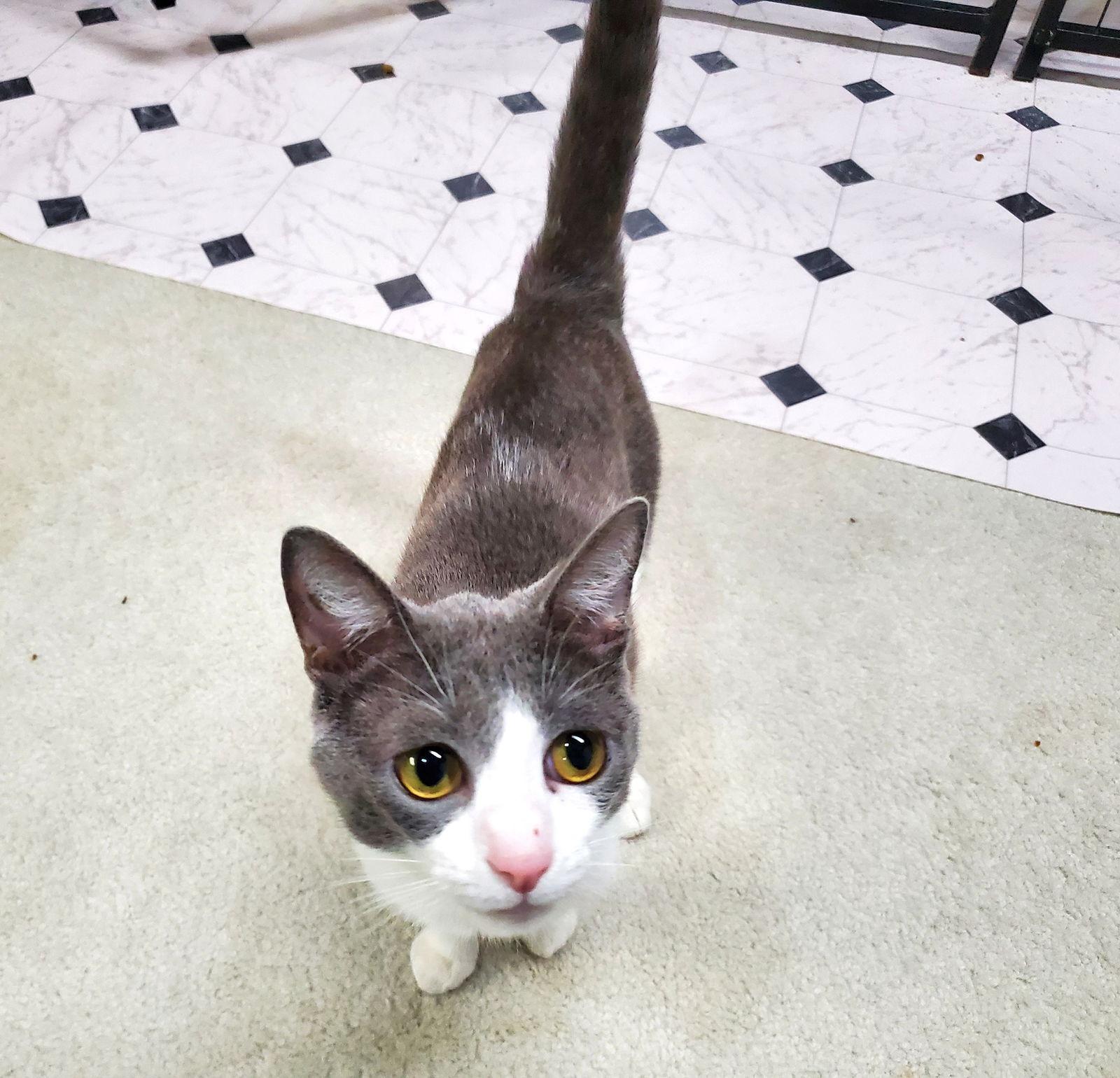 Leona, a Adoptable Domestic Short Hair in Cincinnati, OH image 2/3