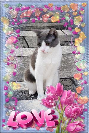 Leona, a Adoptable Domestic Short Hair in Cincinnati, OH image 3/3