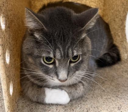 Jay, Adoptable, Adult Male Domestic Short Hair.