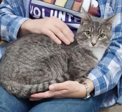 Enlarge Jay, a Adoptable mixed breed in Dubuque, IA image 2/3