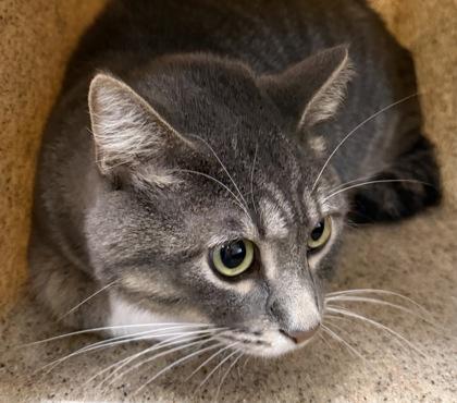 Enlarge Jay, a Adoptable mixed breed in Dubuque, IA image 3/3