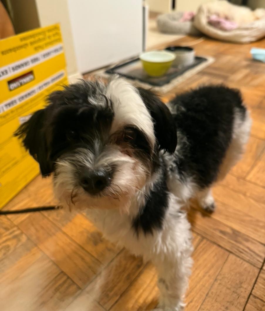 Oreo, a ADOPTABLE Yorkshire Terrier in Toronto, ON image 1/6