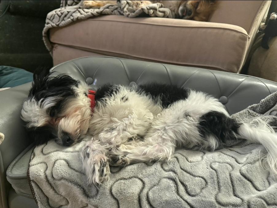 Oreo, a ADOPTABLE Yorkshire Terrier in Toronto, ON image 3/6